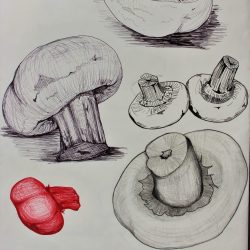 Nodee-Mekhola-10.-_Study-Of-Mushrooms-Pt.-1_-Pencil-And-Ink_