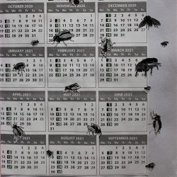 Nodee-Mekhola-2.-_Collage-Of-Flies-On-A-Bin-Calendar_.-Paper_