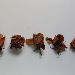 Valeria-Schipschi-16.-Dehydrated-Roses-.Photography